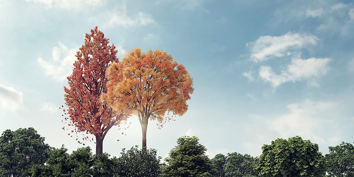 An image of two autumnal trees